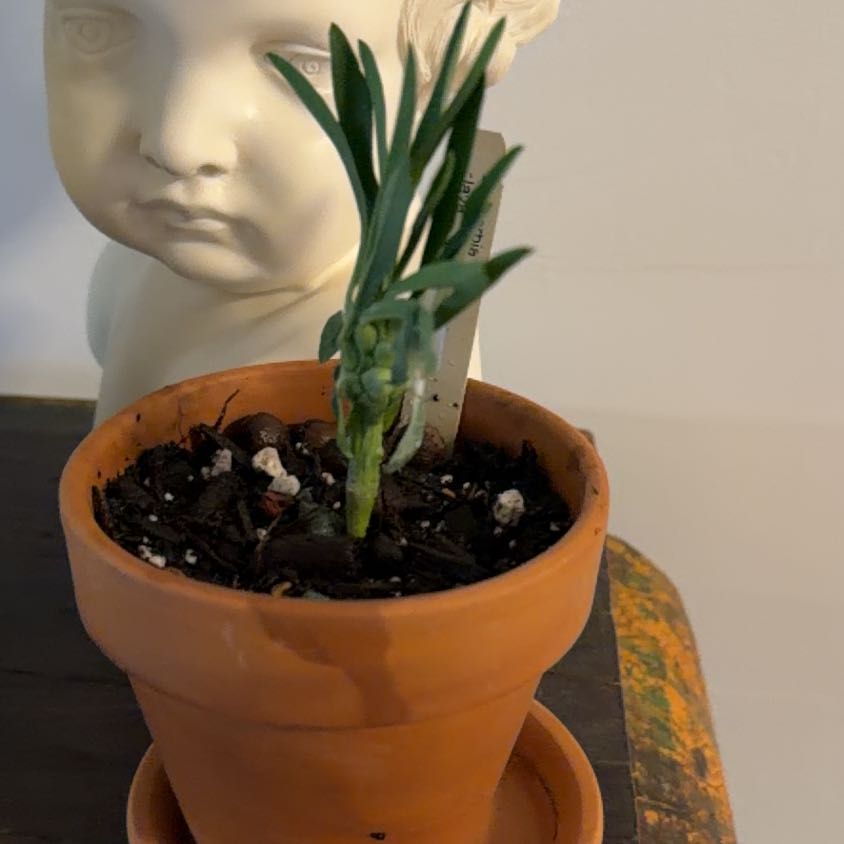 Photo of the plant species Euphorbia Clava by @Berto57 named Sonora on Greg, the plant care app