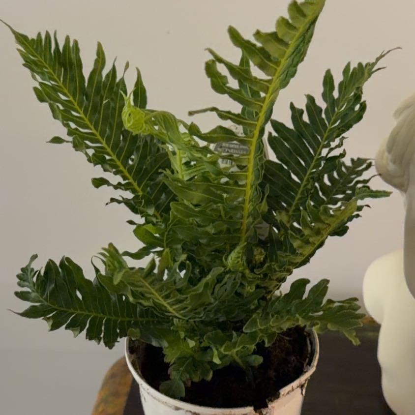 Photo of the plant species Silver Lady Fern by @Berto57 named Leaf Erickson on Greg, the plant care app