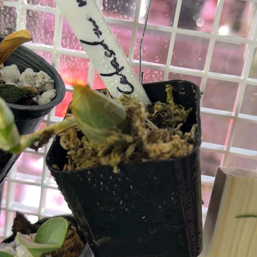 Photo of the plant species Catasetum Orchid by @Berto57 named Ivaneae on Greg, the plant care app