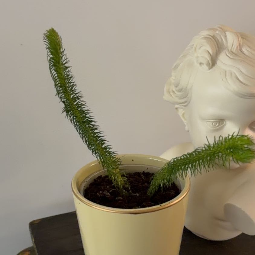 Photo of the plant species Rock Tassel Fern by @Berto57 named Stella on Greg, the plant care app