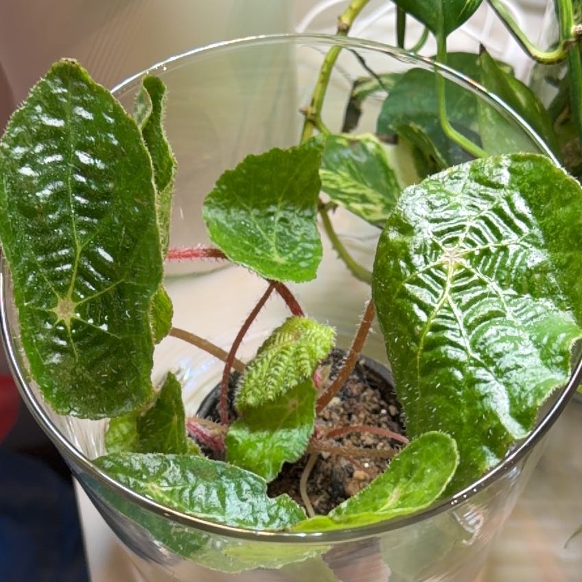 Photo of the plant species Spider Web Begonia by @Berto57 named Itsy Bitsy Daphne on Greg, the plant care app