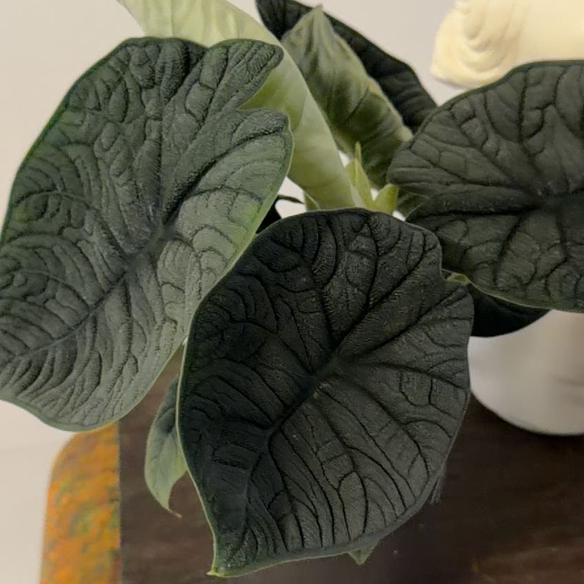 Photo of the plant species Alocasia 'Melo' by @Berto57 named Emerson on Greg, the plant care app