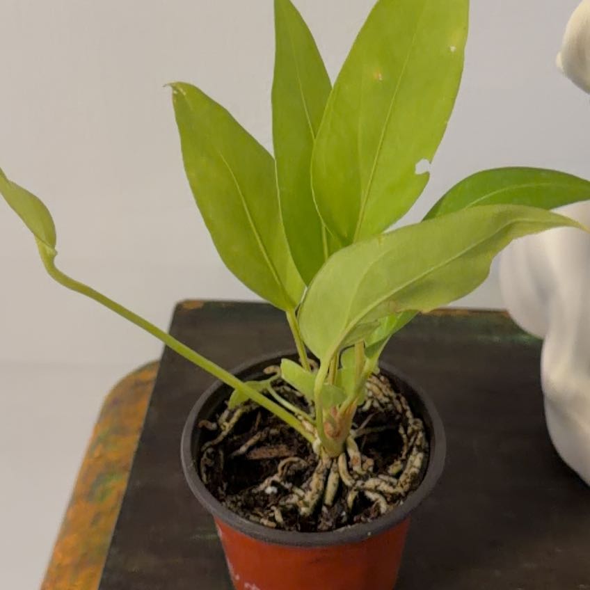 Photo of the plant species Bird Nest Anthurium by @Berto57 named Leonardo on Greg, the plant care app
