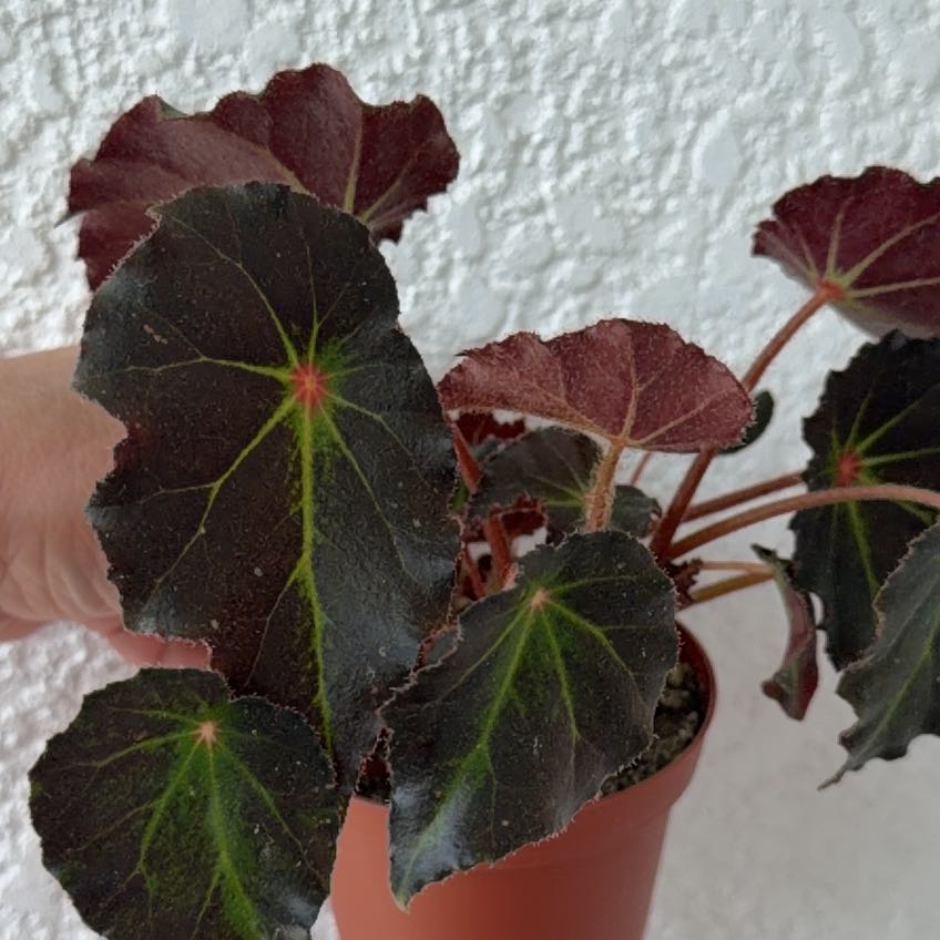 Photo of the plant species Begonia rex by @Berto57 named Boyfriend James Dean on Greg, the plant care app