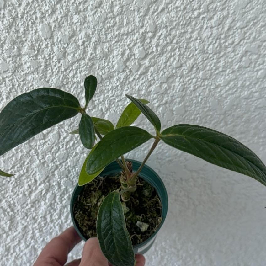 Photo of the plant species Anthurium arisaemoides by @Berto57 named Marilyn on Greg, the plant care app