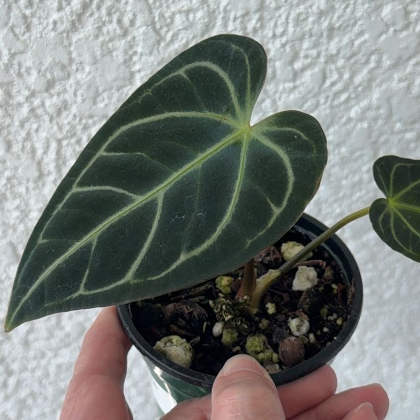 Photo of the plant species Anthurium regale by @Berto57 named Fernie Saunders on Greg, the plant care app