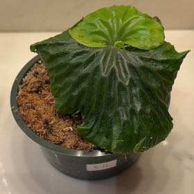 Photo of the plant species Madagascar Staghorn Fern by @Berto57 named Maggie on Greg, the plant care app