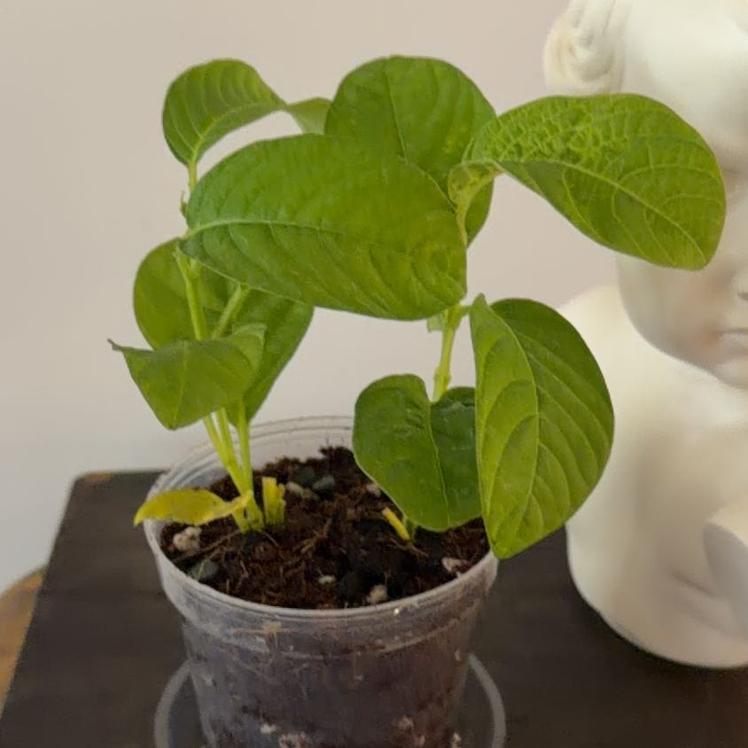 Photo of the plant species Sweet Granadilla by @Berto57 named Granadilla on Greg, the plant care app