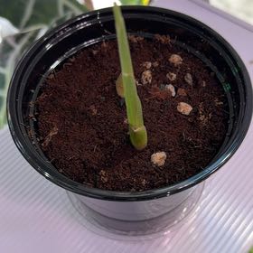Photo of the plant species Ginger Root by @Berto57 named Jessica Chastain on Greg, the plant care app