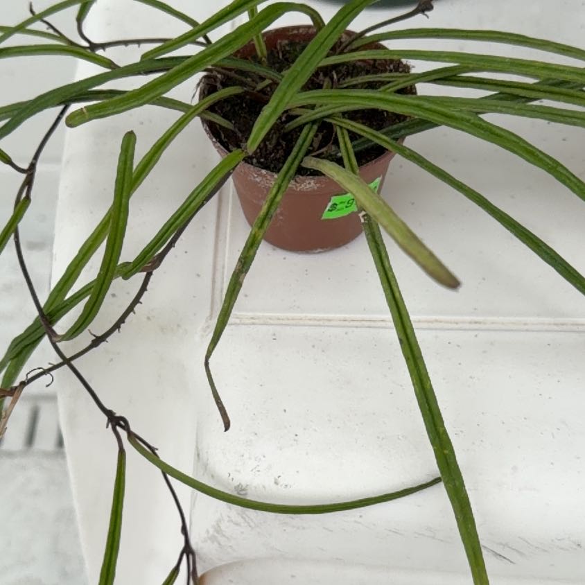 Photo of the plant species Hoya insularis by @Berto57 named Oscar on Greg, the plant care app