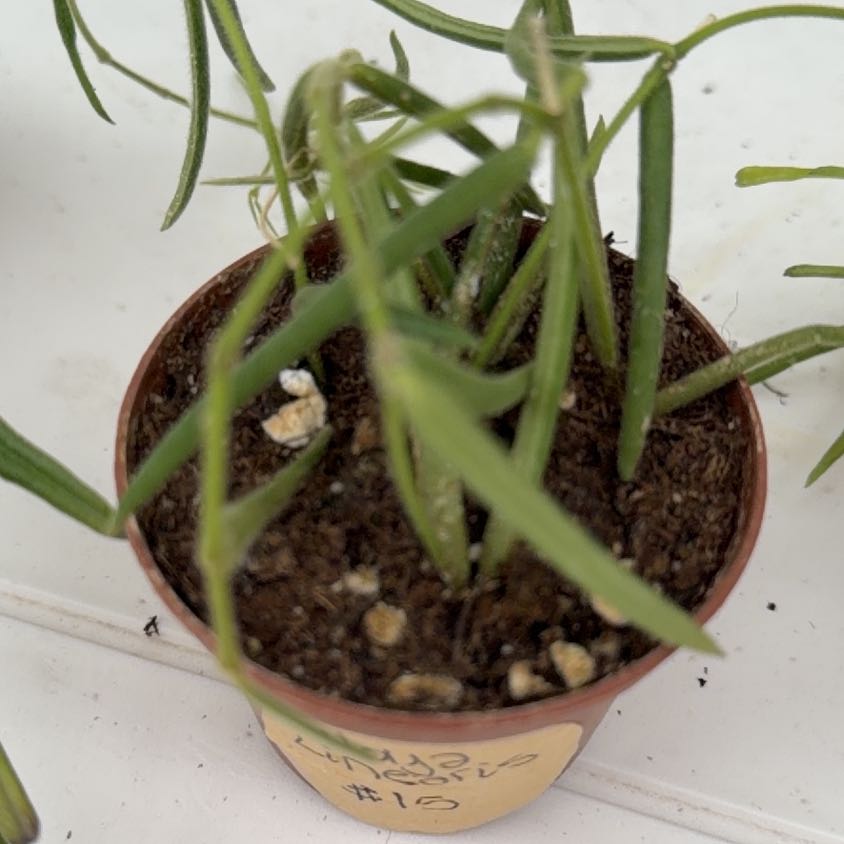Photo of the plant species Wax Plant by @Berto57 named Bruce Lee on Greg, the plant care app