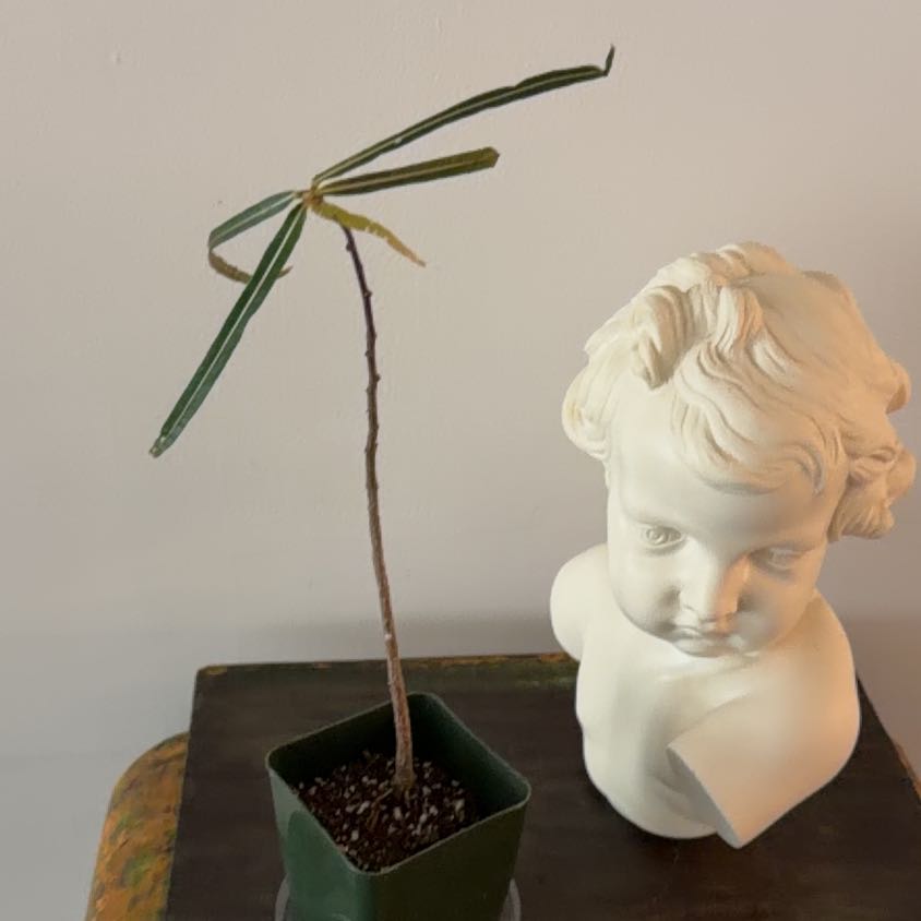 Photo of the plant species Narrow-leaved bottle tree by @Berto57 named Anne on Greg, the plant care app