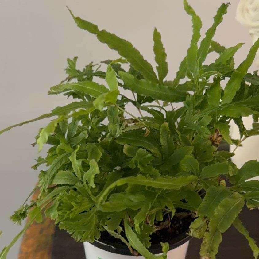Photo of the plant species Cretan Brake by @Berto57 named Zeus on Greg, the plant care app