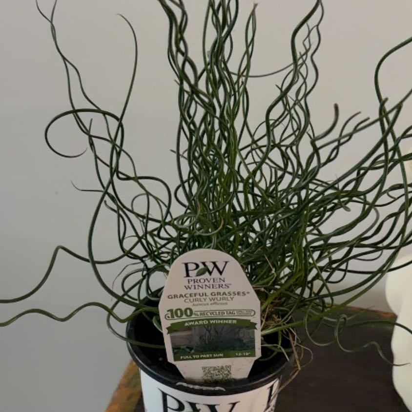 Photo of the plant species Corkscrew Rush by @Berto57 named Mollie on Greg, the plant care app