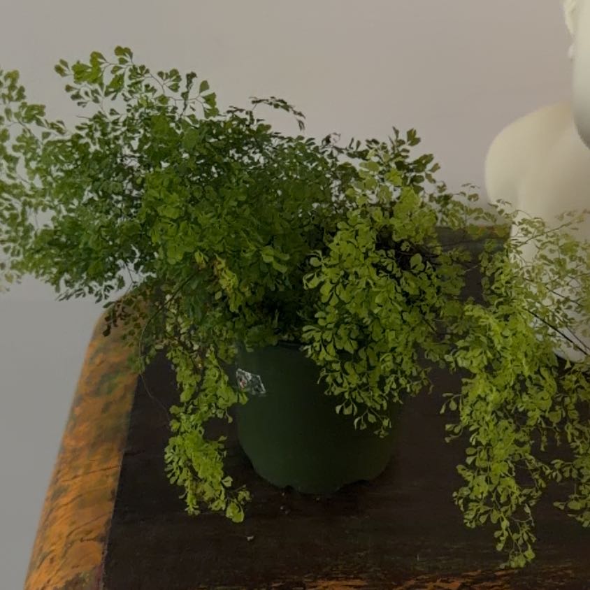 Photo of the plant species Himalayan Maidenhair Fern by @Berto57 named Aria on Greg, the plant care app