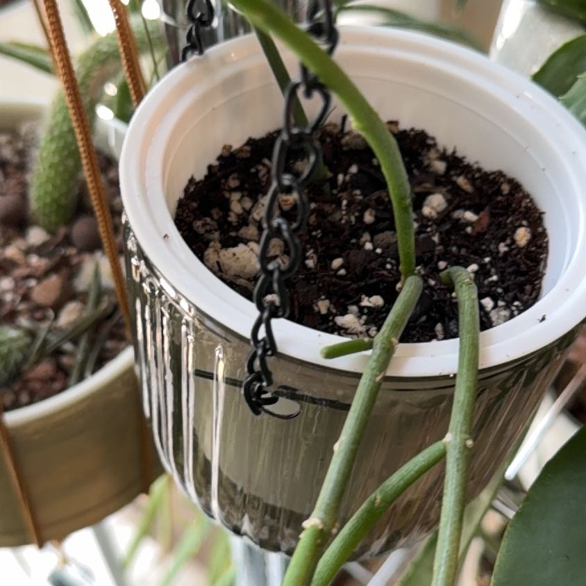 Photo of the plant species Bushman's Pipe by @Berto57 named Bushman on Greg, the plant care app