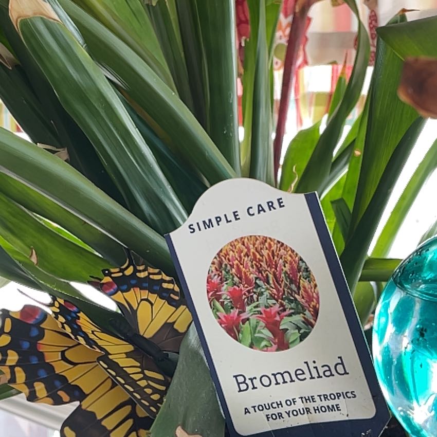 Photo of the plant species Black Jack Bromeliad by @PeppyHerbsophia named Scarlett on Greg, the plant care app