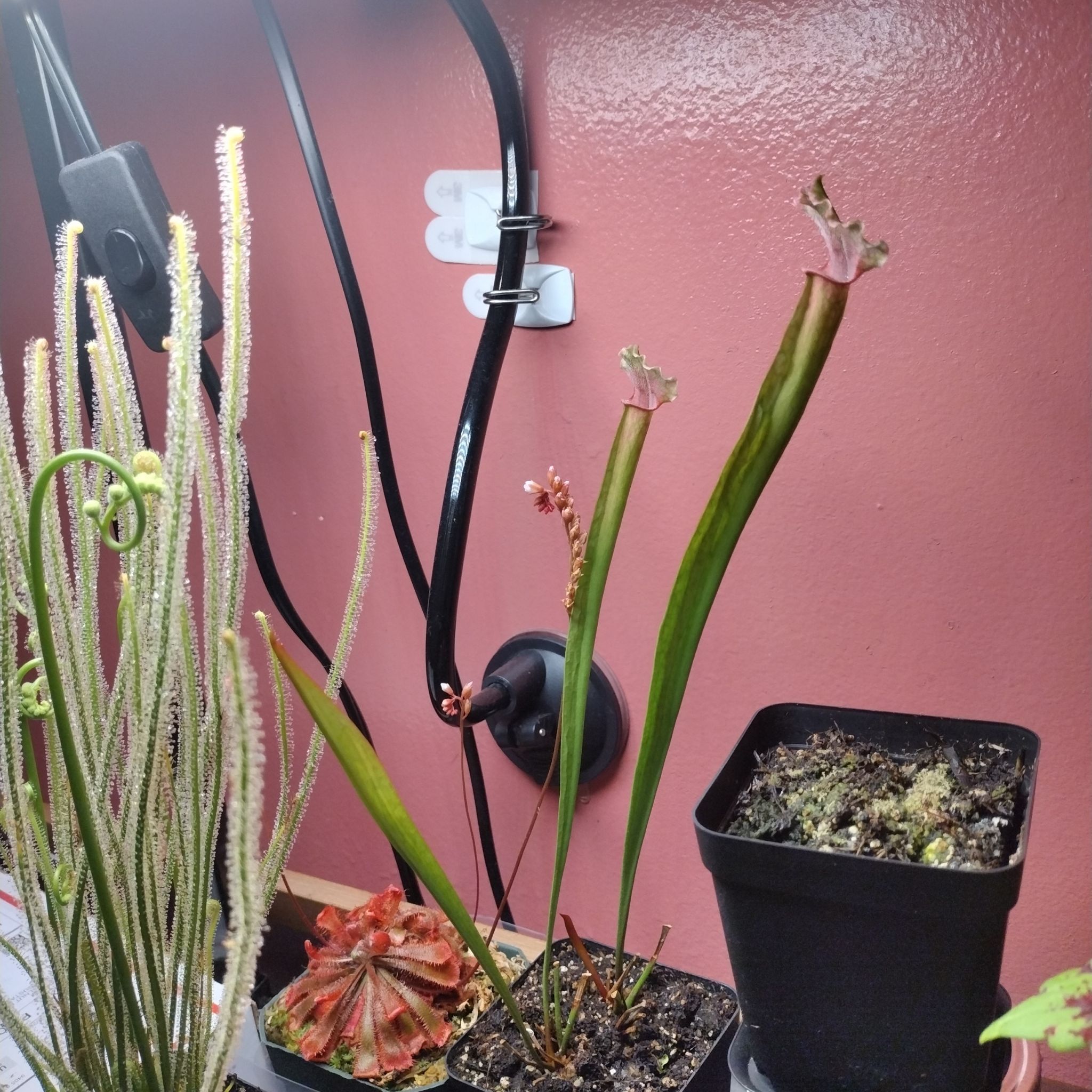 Photo of the plant species Juthatip Soper Pitcher Plant by @LadyTalesa named Elle on Greg, the plant care app