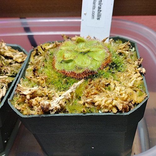 Photo of the plant species Admirable Sundew by @LadyTalesa named Keanu Leaves on Greg, the plant care app