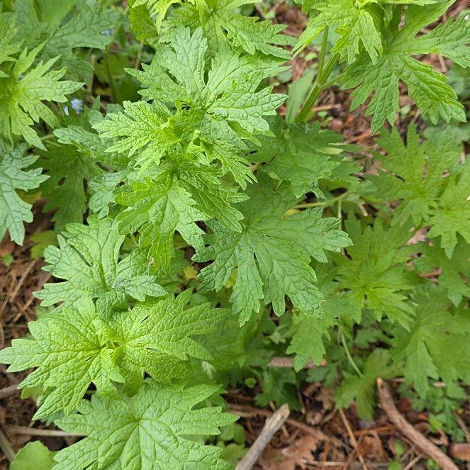 Photo of the plant species Common Motherwort by @QueenCoralpea named Walt on Greg, the plant care app