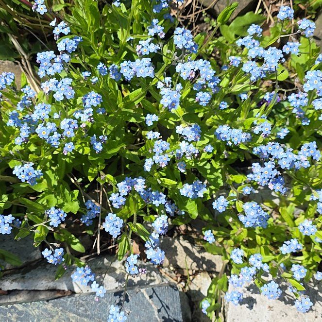 Photo of the plant species Asian Forget-Me-Not by @QueenCoralpea named Shakira on Greg, the plant care app