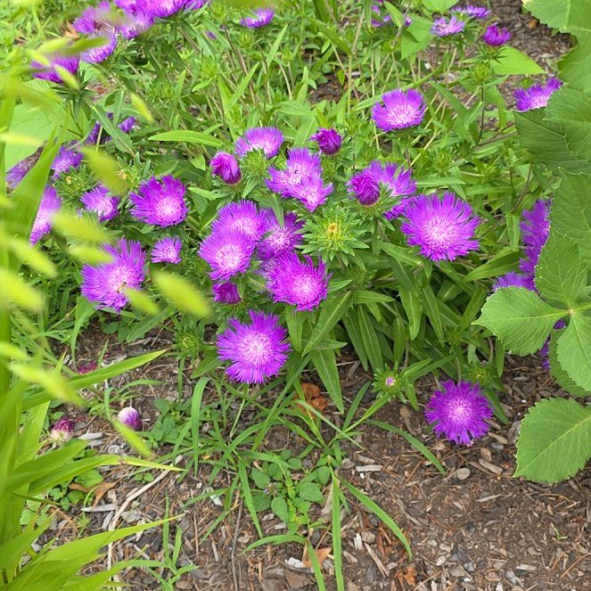 Photo of the plant species Stokes' Aster by @QueenCoralpea named Navajo on Greg, the plant care app