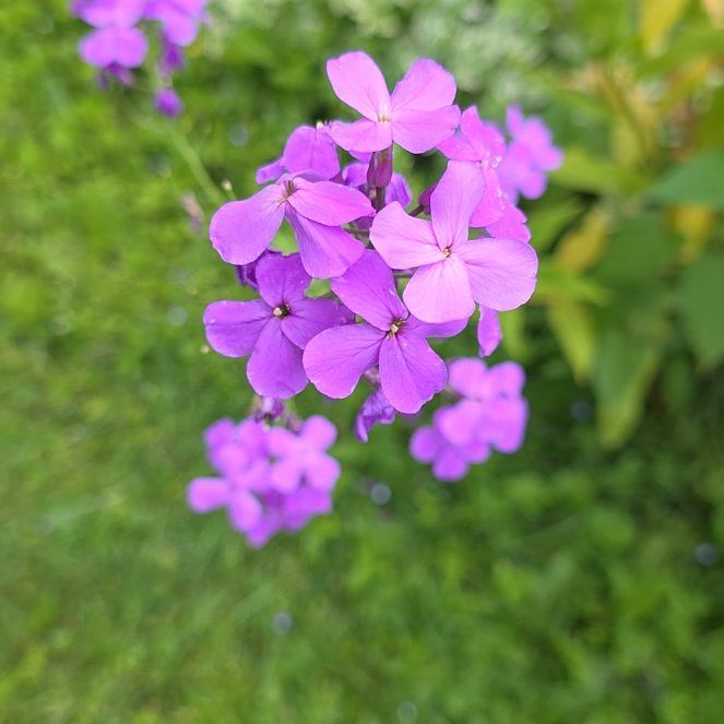 Photo of the plant species Dame's Rocket by @QueenCoralpea named Gregarious on Greg, the plant care app