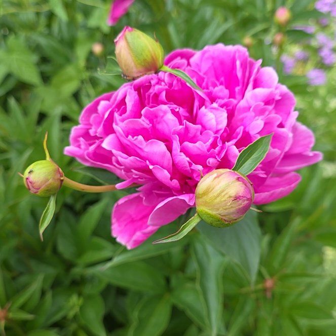 Photo of the plant species Chinese Peony by @QueenCoralpea named Tree Diddy on Greg, the plant care app