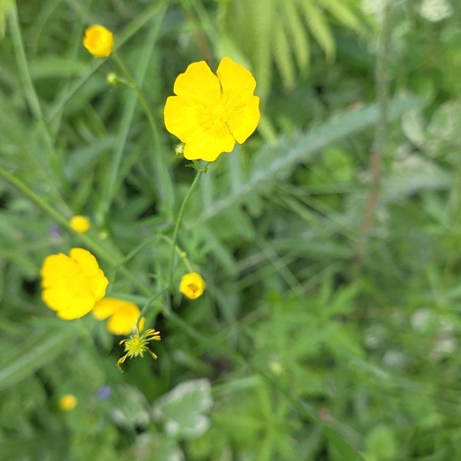 Photo of the plant species Common Buttercup by @QueenCoralpea named Harry on Greg, the plant care app