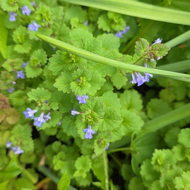 Photo of the plant species Creeping Charlie by @QueenCoralpea named Bigleef Smalls on Greg, the plant care app