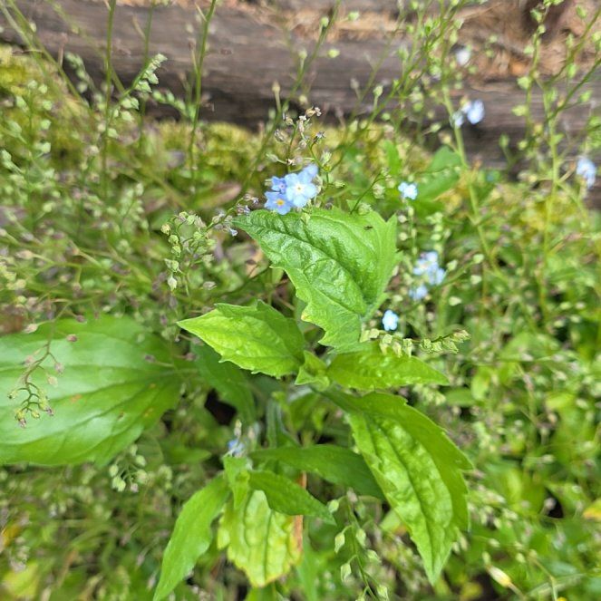Photo of the plant species True Forget-Me-Not by @QueenCoralpea named Huckleberry Fern on Greg, the plant care app