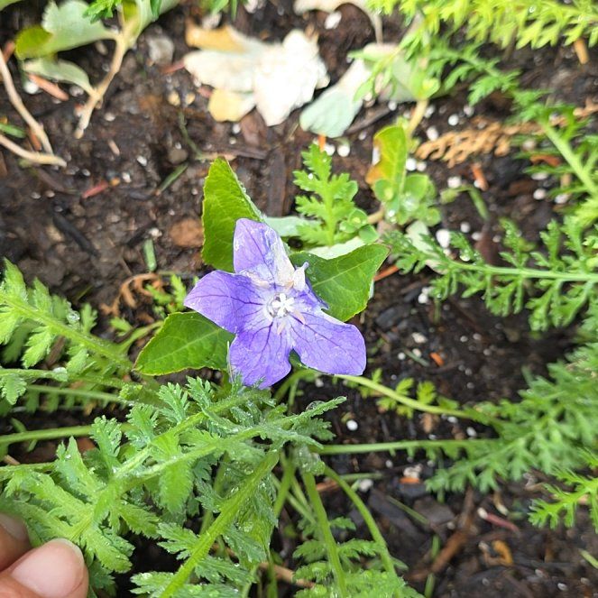 Photo of the plant species Wild Petunia by @QueenCoralpea named Sahara on Greg, the plant care app