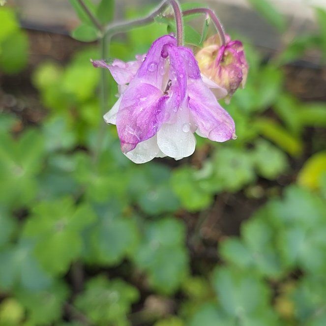 Photo of the plant species Aquilegia Vulgaris by @QueenCoralpea named Kylie on Greg, the plant care app