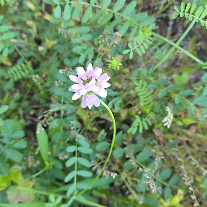 Photo of the plant species Securigera Varia by @QueenCoralpea named Drake on Greg, the plant care app