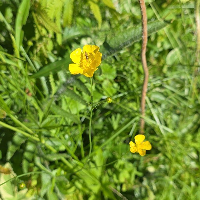 Photo of the plant species Common Buttercup by @QueenCoralpea named Queen on Greg, the plant care app