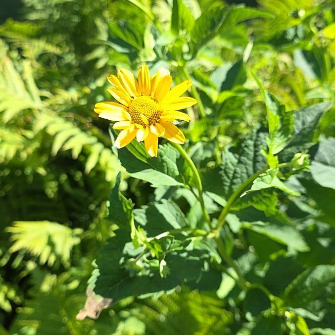 Photo of the plant species Smooth Oxeye by @QueenCoralpea named Willow on Greg, the plant care app