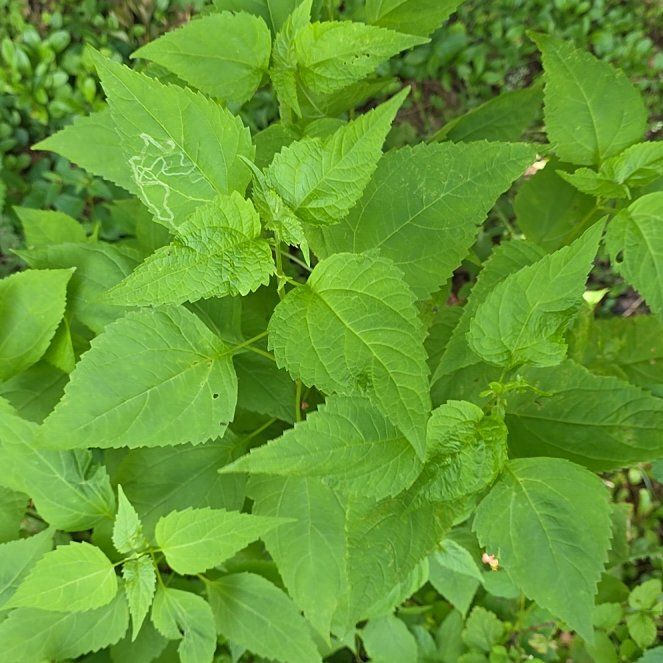 Photo of the plant species Richweed by @QueenCoralpea named LiloStitch on Greg, the plant care app