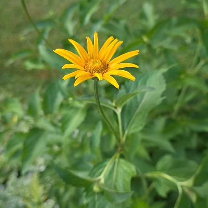 Photo of the plant species Smooth Oxeye by @QueenCoralpea named Lola on Greg, the plant care app