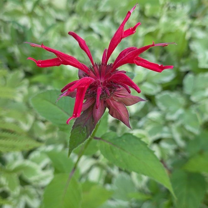 Photo of the plant species Scarlet Beebalm by @QueenCoralpea named Naomi on Greg, the plant care app