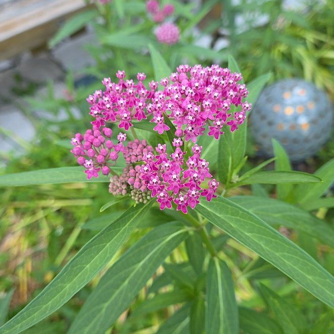 Photo of the plant species Swamp Milkweed by @QueenCoralpea named Treeyoncé on Greg, the plant care app