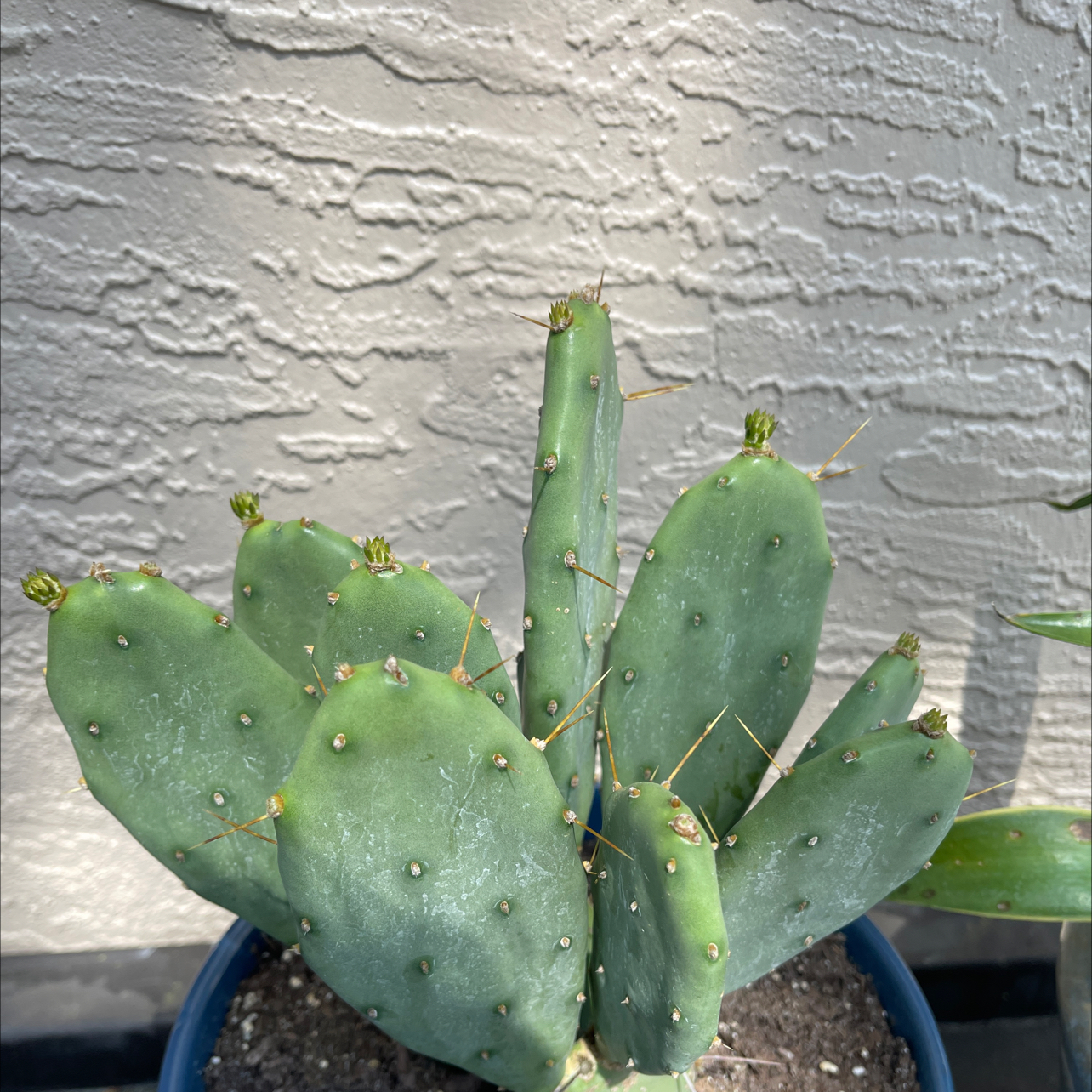 Photo of the plant species Opuntia 'Goblin' by @EmpoweredRose named Gregarious on Greg, the plant care app