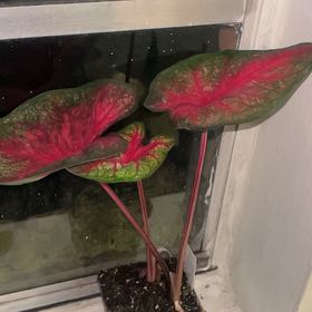 Photo of the plant species Caladium 'Pink' by @urfavlocalangel named doja cat on Greg, the plant care app