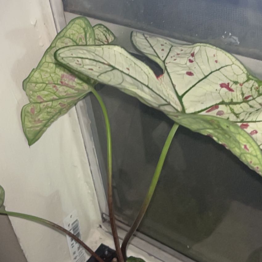 Photo of the plant species Strawberry Star Caladium by @urfavlocalangel named strawberry shortcake on Greg, the plant care app