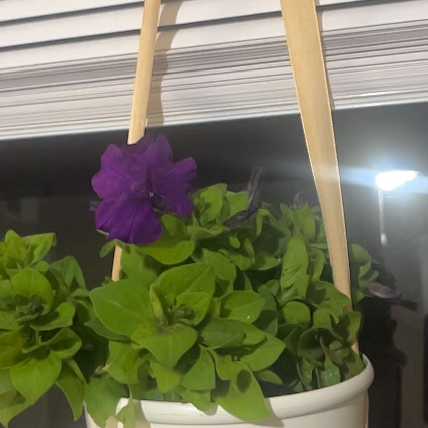 Photo of the plant species Supertunia Vista Fuchsia by @urfavlocalangel named bella on Greg, the plant care app