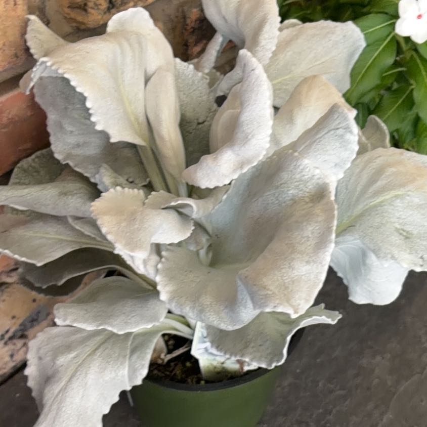 Photo of the plant species Angel Wings Senecio by @urfavlocalangel named seraphina on Greg, the plant care app