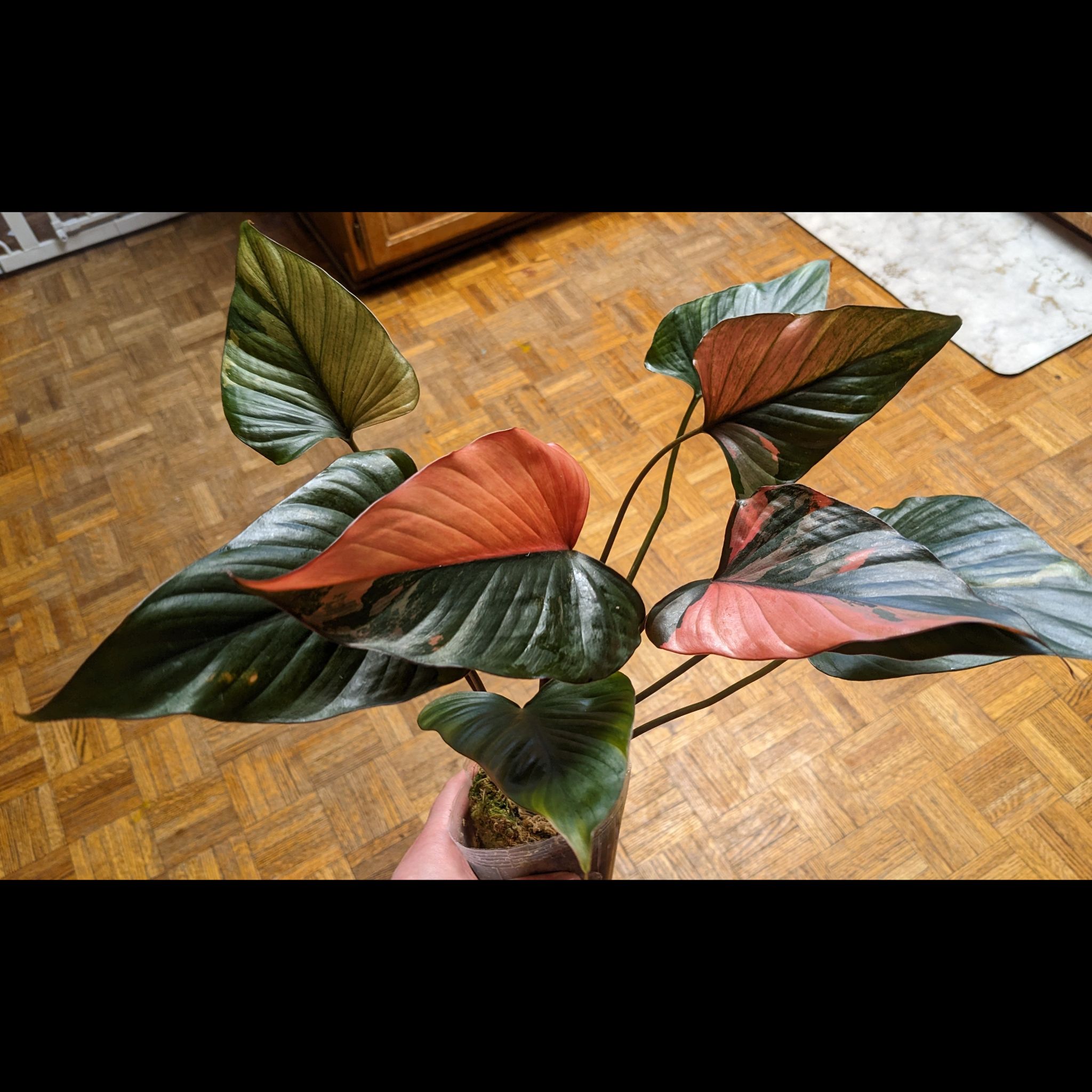 Photo of the plant species Homalomena Pink by @BeamingVaccaria named Prince on Greg, the plant care app