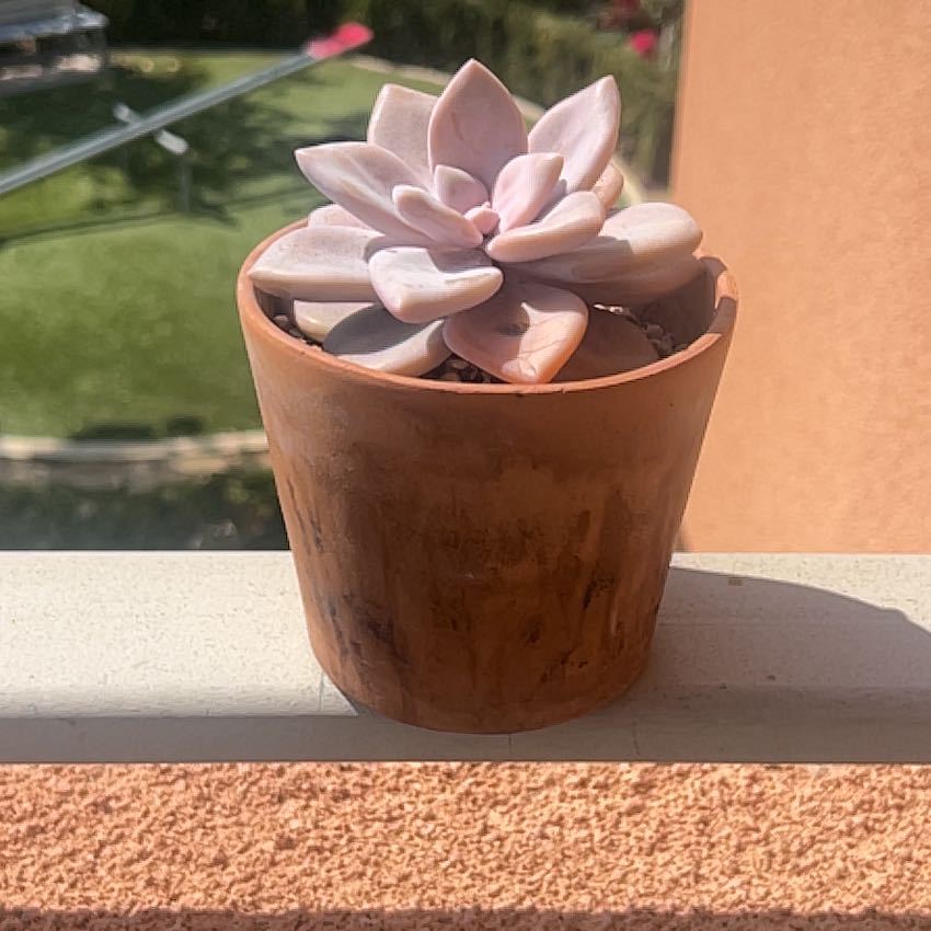 Photo of the plant species Graptopetalum 'Purple Haze' by @PeakCacaotree named Ulysses S Plant on Greg, the plant care app
