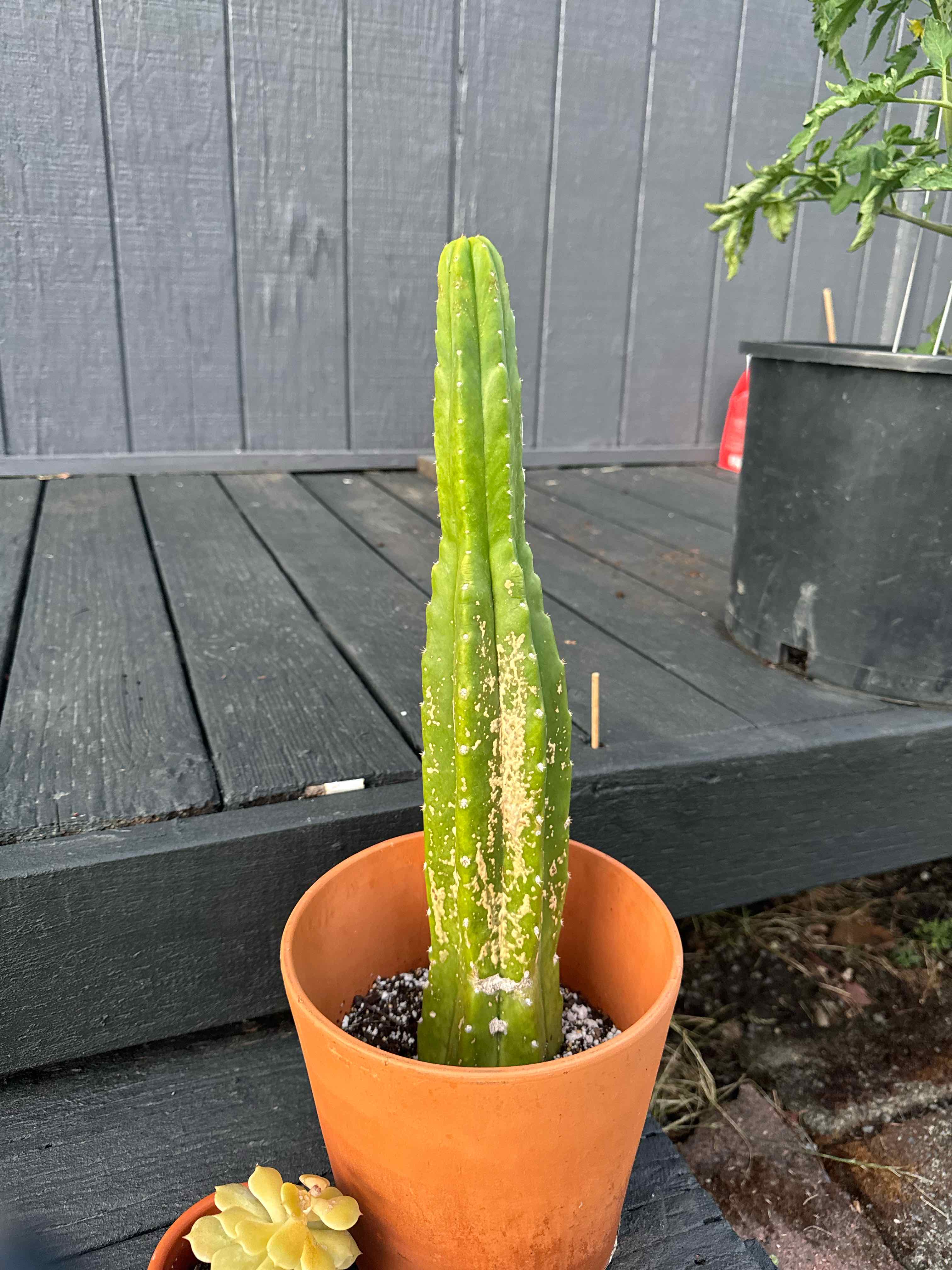 Pedro
