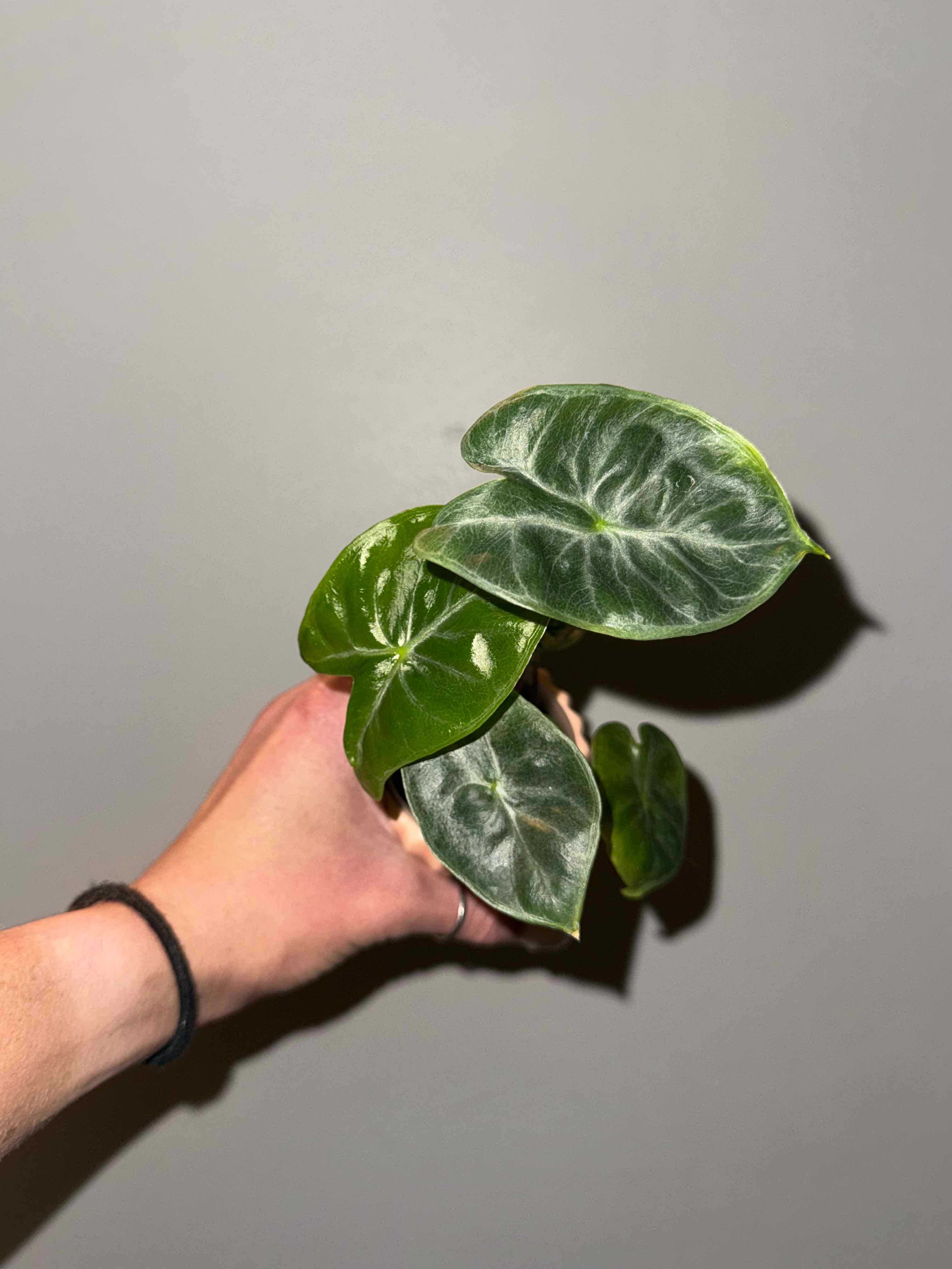 Photo of the plant species Alocasia 'Imperial Red' by @elisenavidad named Inez on Greg, the plant care app