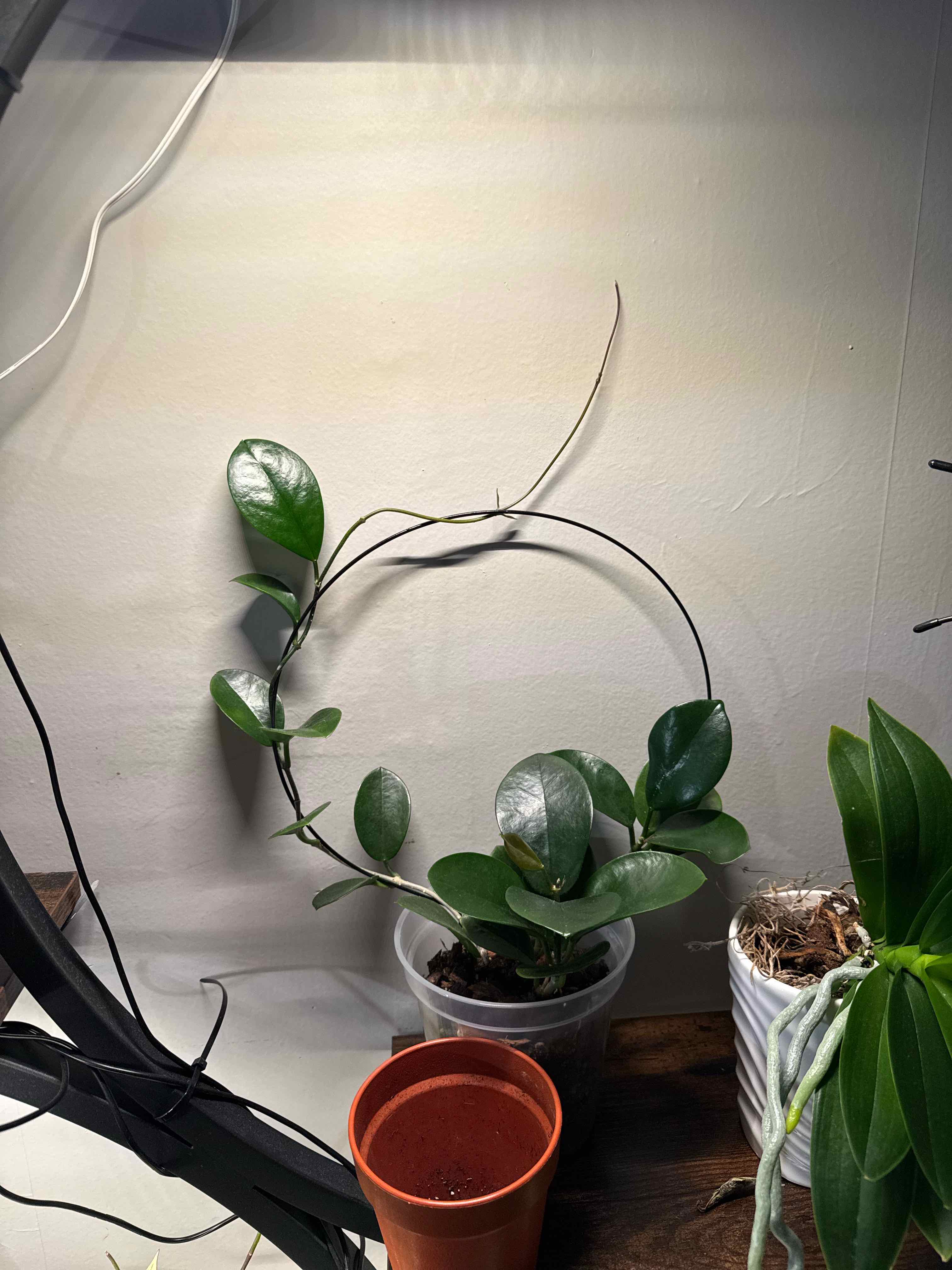 Photo of the plant species Hoya 'Australis' by @elisenavidad named Ana on Greg, the plant care app